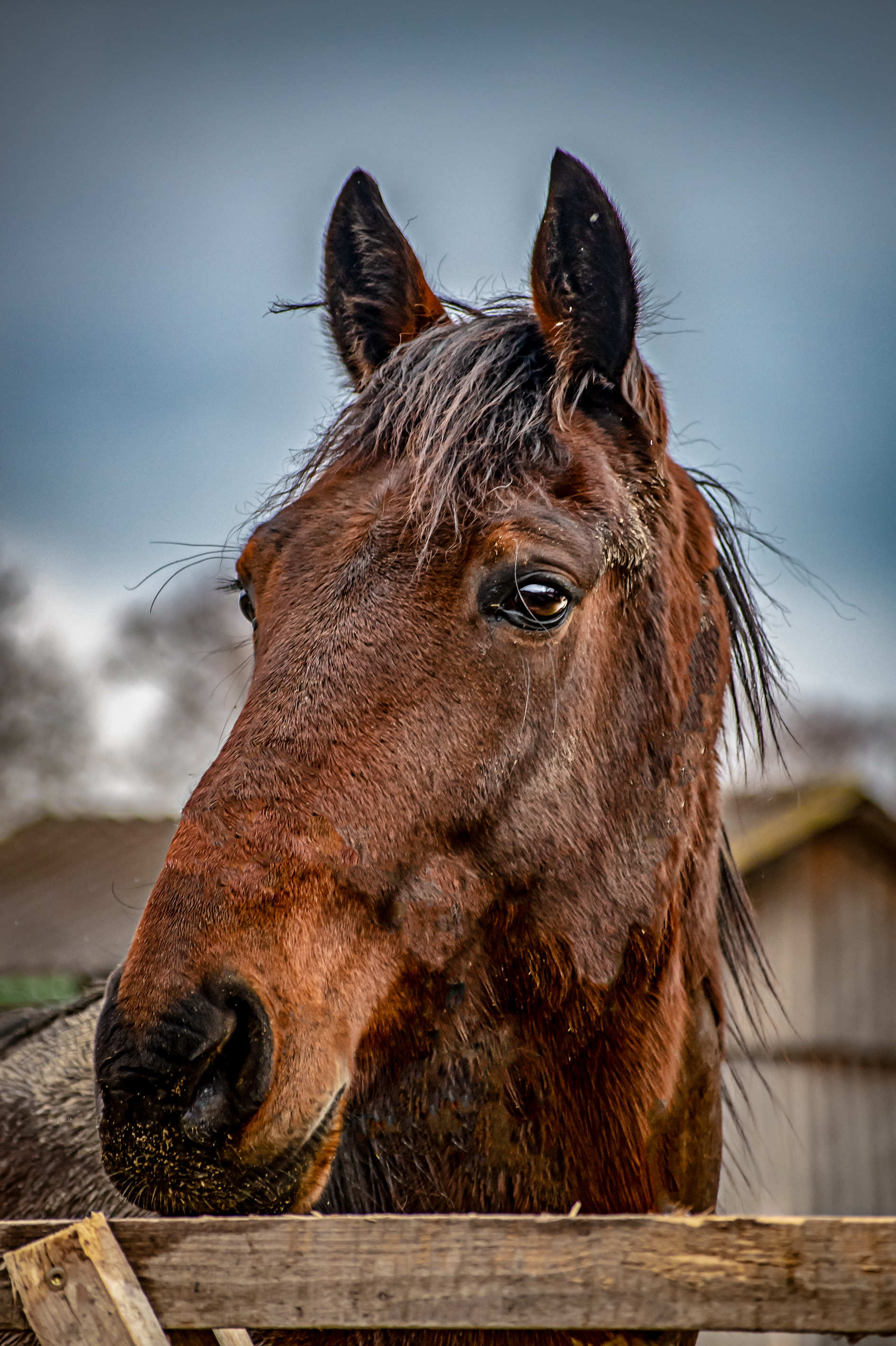 Tierportrait